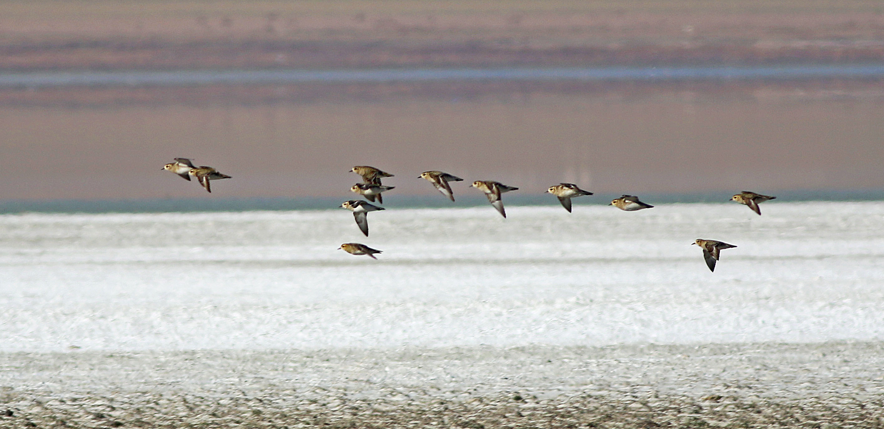 European Golden-Plover